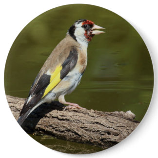 Carduelis carduelis button
