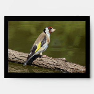 Carduelis carduelis envelope
