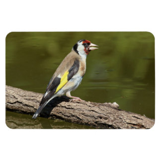 Carduelis carduelis magnet