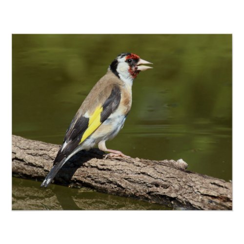 Carduelis carduelis poster