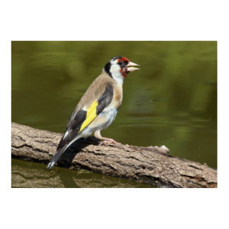 Carduelis carduelis poster