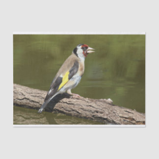 Carduelis carduelis tissue paper