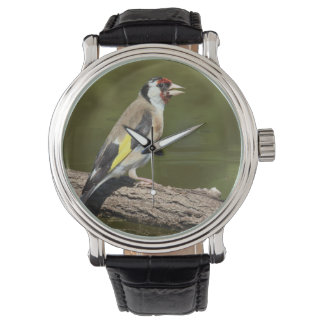 Carduelis carduelis watch