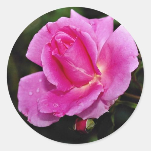 Carefree Beauty Shrub Rose Bucbi White flowers Classic Round Sticker