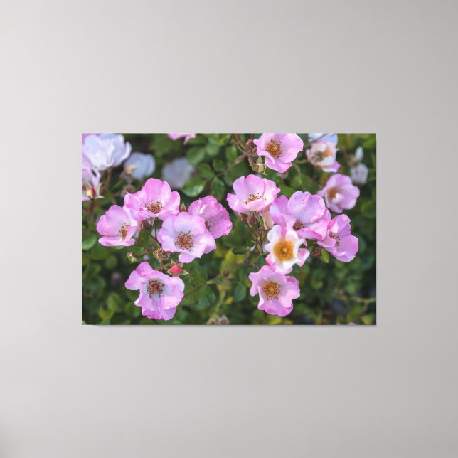 Carefree Delight  Canvas Print (Front)