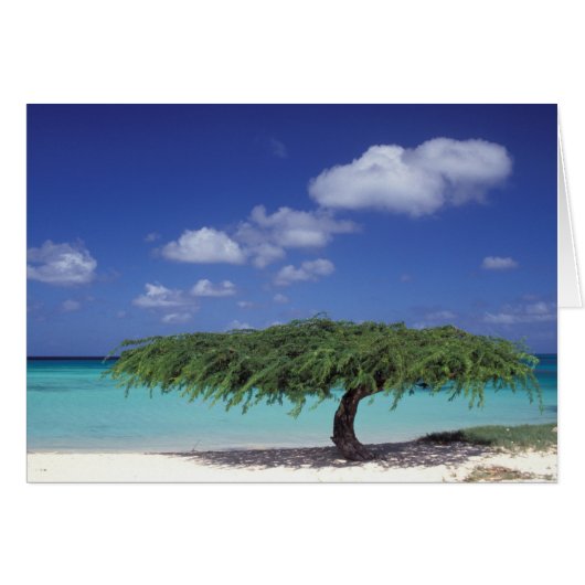 Caribbean, Aruba. Eagle Beach Cards (Front Horizontal)