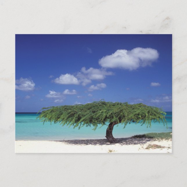 Caribbean, Aruba. Eagle Beach Postcard (Front)