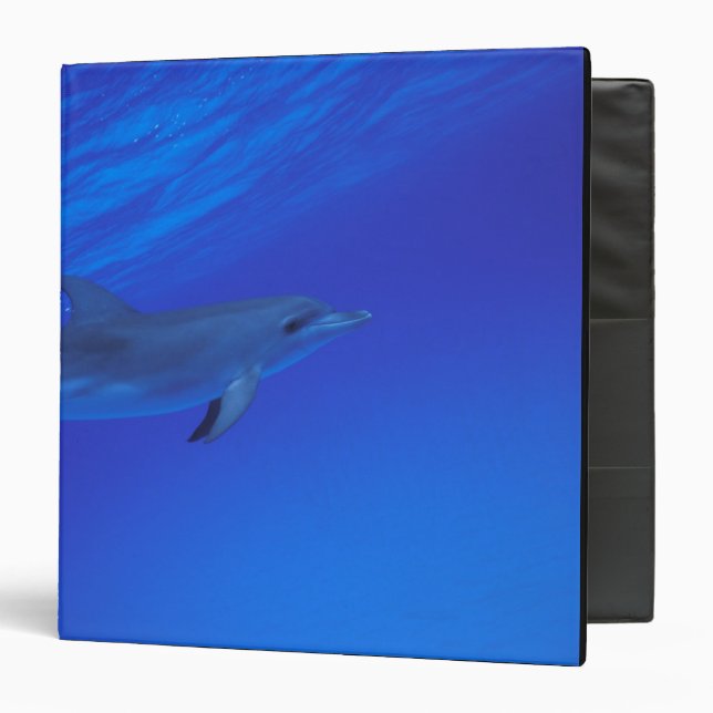Caribbean, Bahamas Spotted dolphin 3 Ring Binder (Front/Inside)