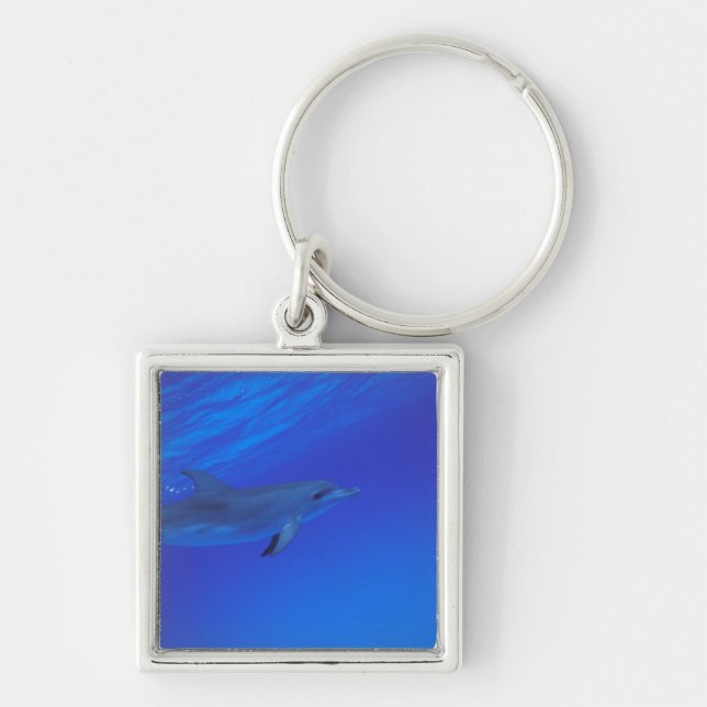 Caribbean, Bahamas Spotted dolphin Keychain (Front)