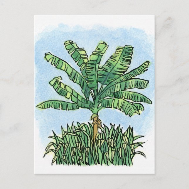 Caribbean banana tree postcard (Front)