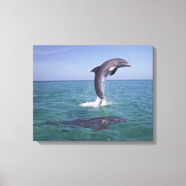 Caribbean, Bottlenose Canvas Print (Front)