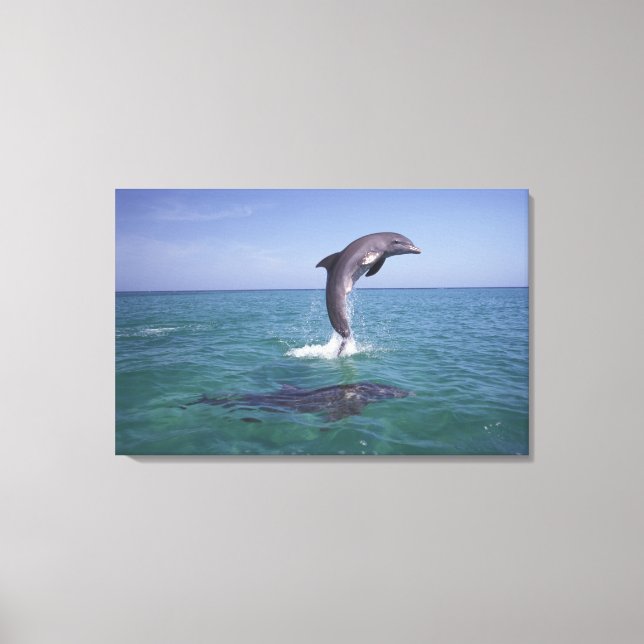Caribbean, Bottlenose Canvas Print (Front)