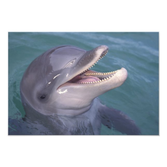 Caribbean, Bottlenose dolphin Photo Print (Front)
