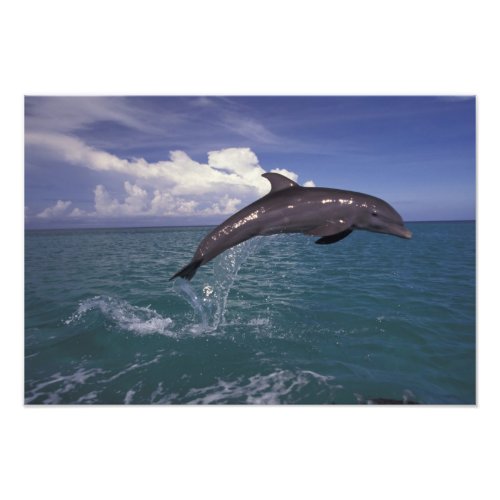 Caribbean Bottlenose dolphin Tursiops 2 Photo Print