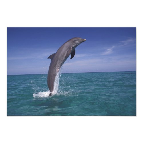 Caribbean Bottlenose dolphin Tursiops 2 Photo Print