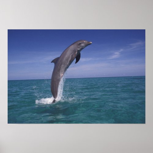 Caribbean Bottlenose dolphin Tursiops Poster