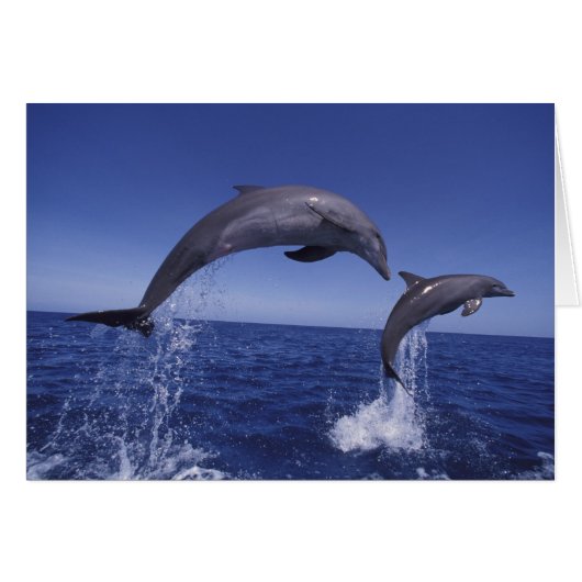 Caribbean, Bottlenose dolphins Cards (Front Horizontal)