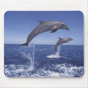 Caribbean, Bottlenose dolphins Mouse Pad