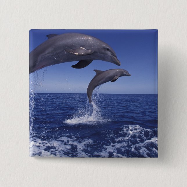 Caribbean, Bottlenose dolphins Pinback Button (Front)