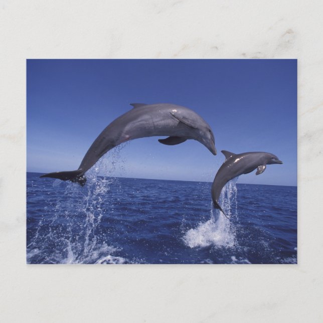 Caribbean, Bottlenose dolphins Postcard (Front)