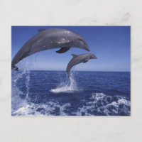Caribbean, Bottlenose dolphins