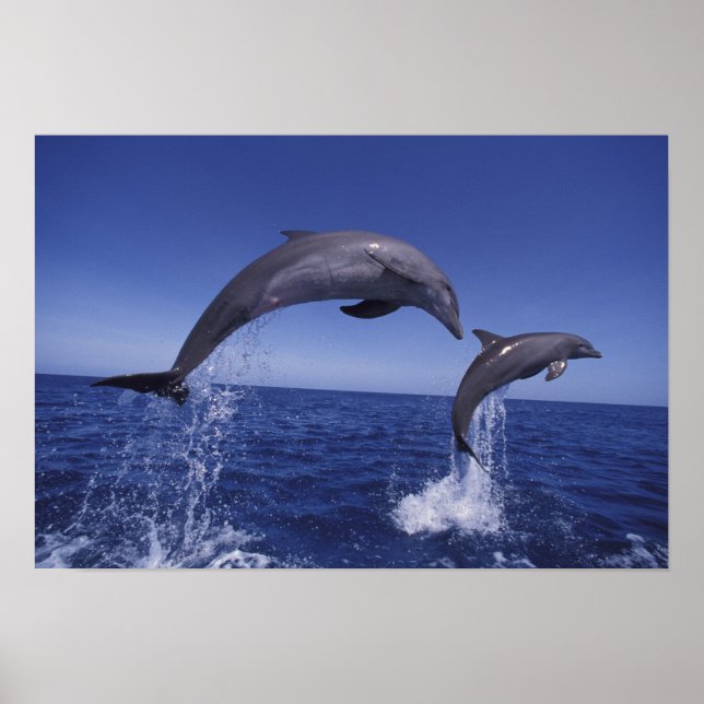Caribbean, Bottlenose dolphins Poster (Front)