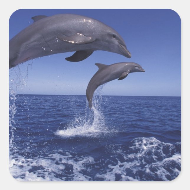 Caribbean, Bottlenose dolphins Square Sticker (Front)