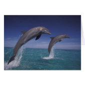 Caribbean, Bottlenose dolphins Tursiops (Front Horizontal)