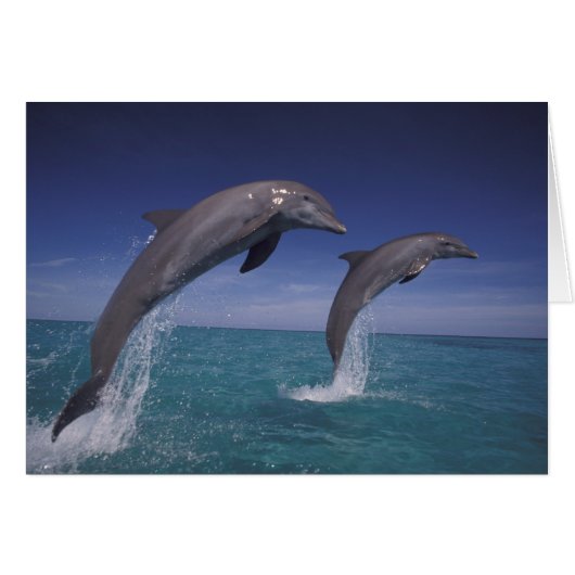 Caribbean, Bottlenose dolphins Tursiops (Front Horizontal)