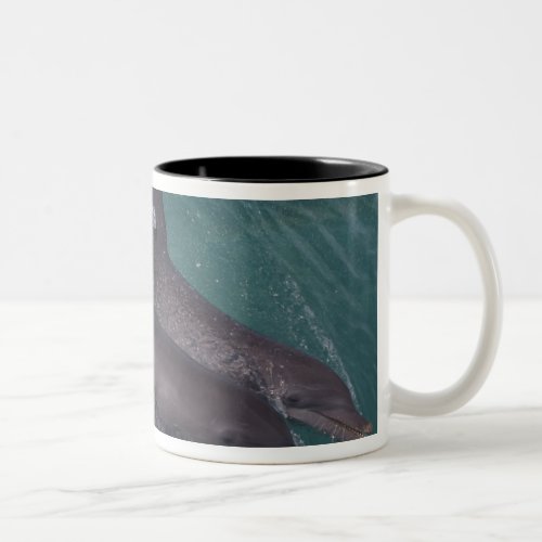 Caribbean Bottlenose dolphins Tursiops 10 Two_Tone Coffee Mug