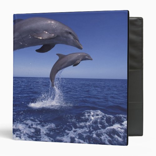 Caribbean Bottlenose dolphins Tursiops 12 Binder