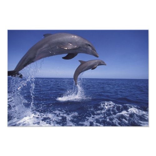 Caribbean Bottlenose dolphins Tursiops 12 Photo Print