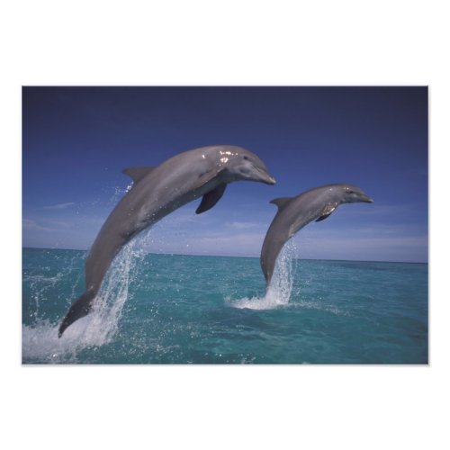 Caribbean Bottlenose dolphins Tursiops 2 Photo Print