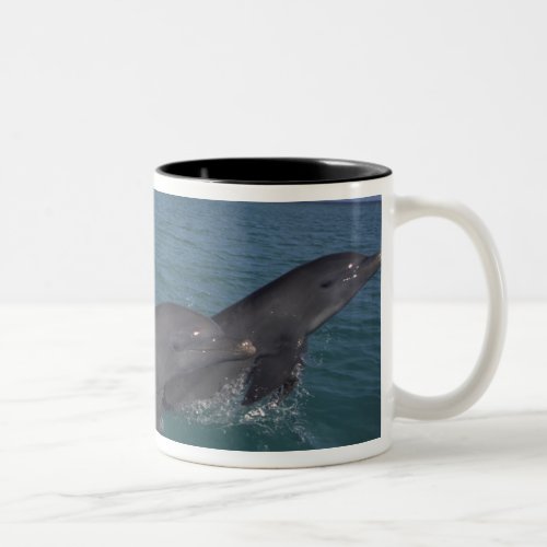 Caribbean Bottlenose dolphins Tursiops 2 Two_Tone Coffee Mug