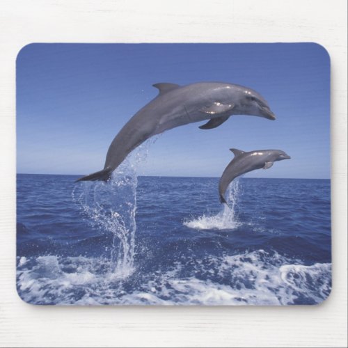 Caribbean Bottlenose dolphins Tursiops 3 Mouse Pad