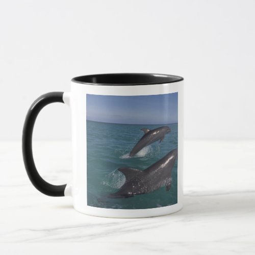 Caribbean Bottlenose dolphins Tursiops 4 Mug