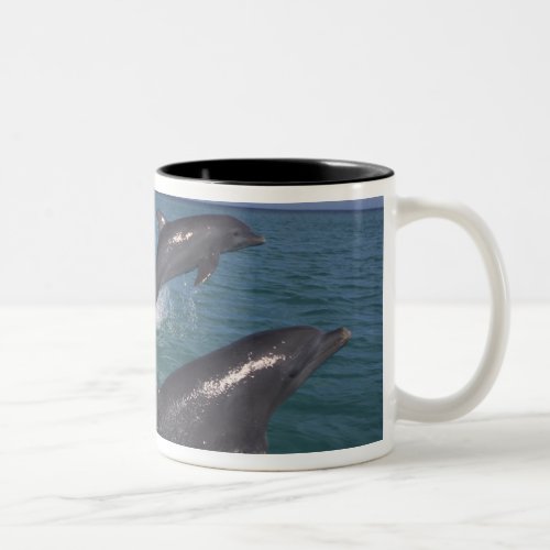 Caribbean Bottlenose dolphins Tursiops 4 Two_Tone Coffee Mug