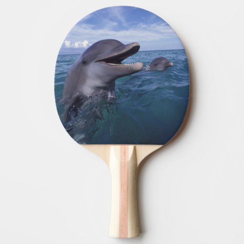 Caribbean Bottlenose dolphins Tursiops 5 Ping_Pong Paddle