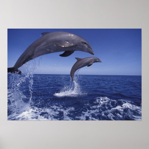 Caribbean Bottlenose dolphins Tursiops 6 Poster
