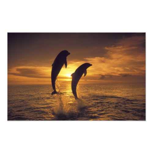 Caribbean Bottlenose dolphins Tursiops 7 Photo Print