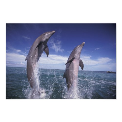 Caribbean Bottlenose dolphins Tursiops 8 Photo Print