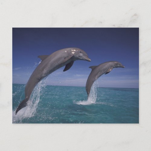 Caribbean Bottlenose dolphins Tursiops 8 Postcard