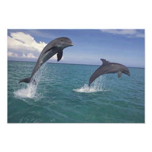 Caribbean Bottlenose dolphins Tursiops 9 Photo Print