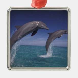 Caribbean, Bottlenose dolphins Tursiops Metal Ornament