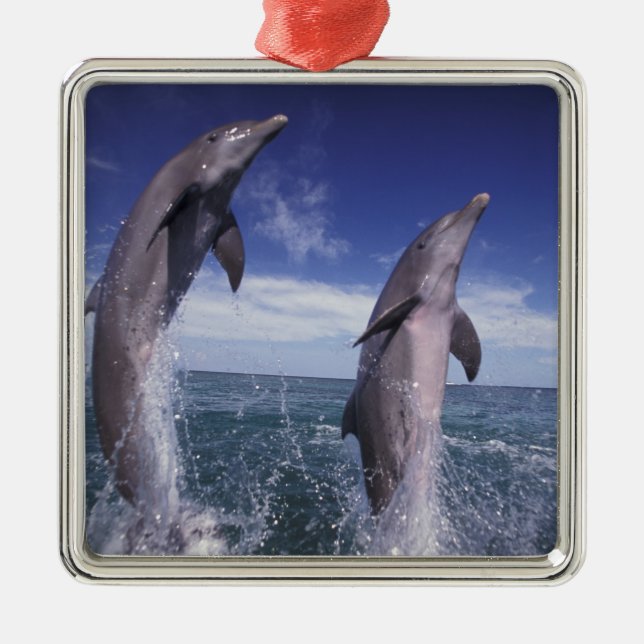 Caribbean, Bottlenose dolphins Tursiops Metal Ornament (Front)