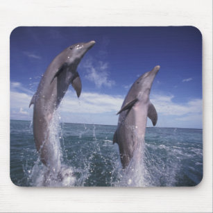 Caribbean, Bottlenose dolphins Tursiops Mouse Pad