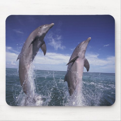 Caribbean Bottlenose dolphins Tursiops Mouse Pad