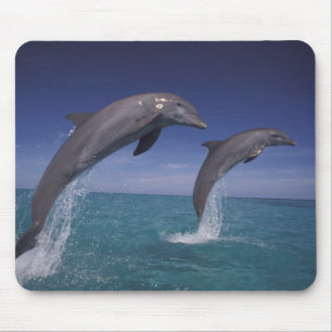 Caribbean, Bottlenose dolphins Tursiops Mouse Pad