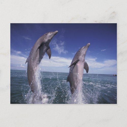 Caribbean Bottlenose dolphins Tursiops Postcard