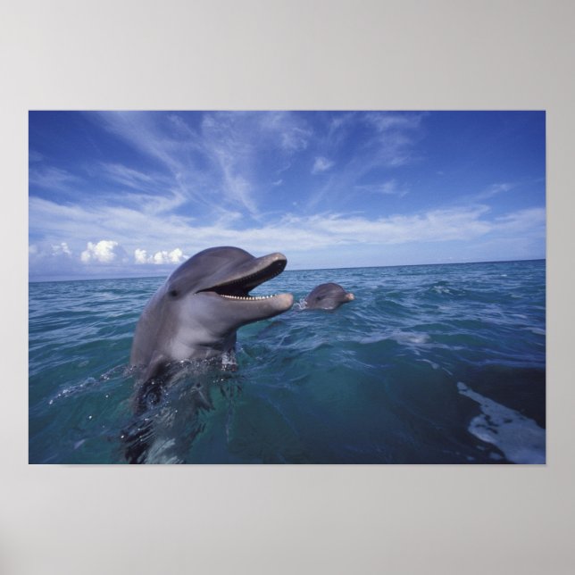 Caribbean, Bottlenose Poster (Front)